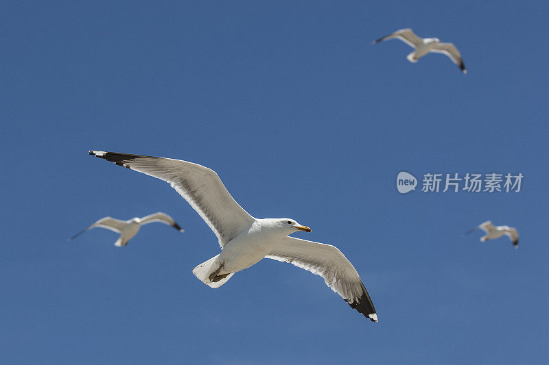 加利福尼亚海鸥在头顶飞过