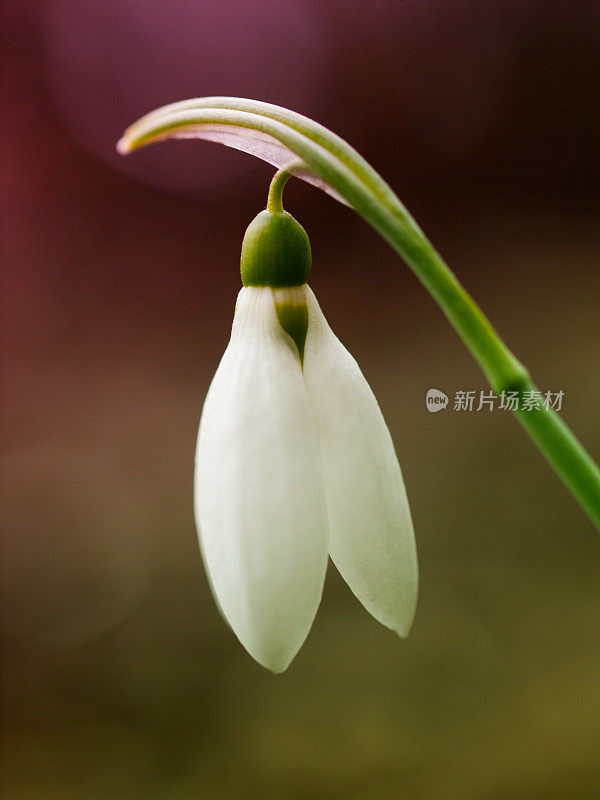 雪花莲花