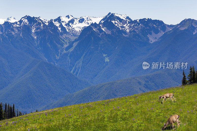 两只鹿在山坡上吃草。