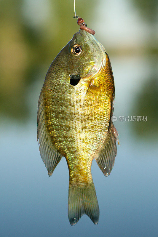 蓝鳃太阳鱼