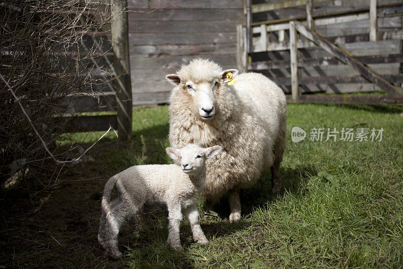 母羊和她的小羊羔