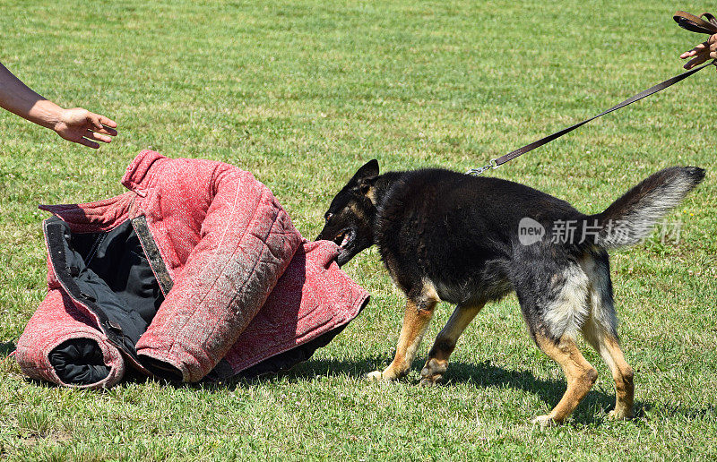 行动中的德国牧羊犬