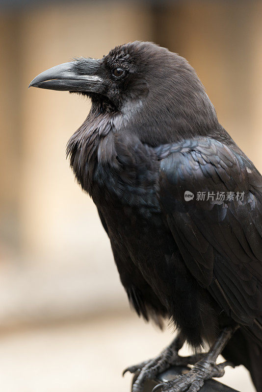 黑乌鸦