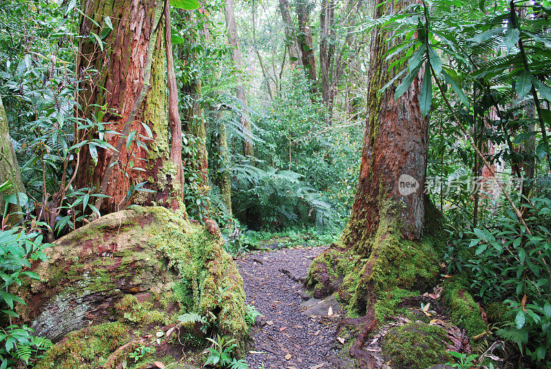 雨林的小道