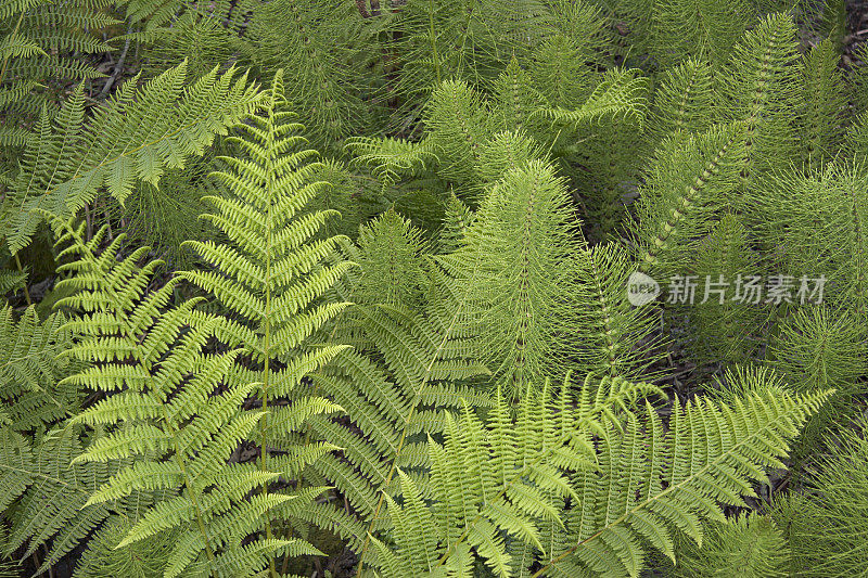 蕨类植物的叶子