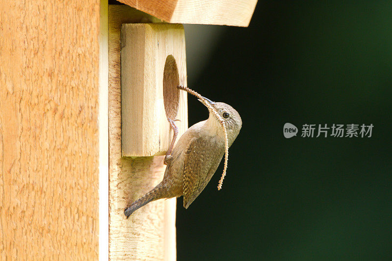 房子雷恩