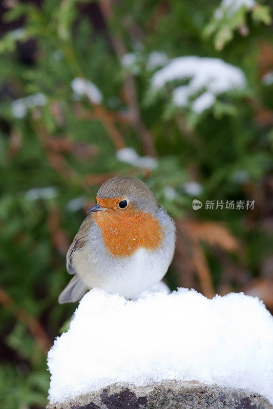 雪地里的罗宾