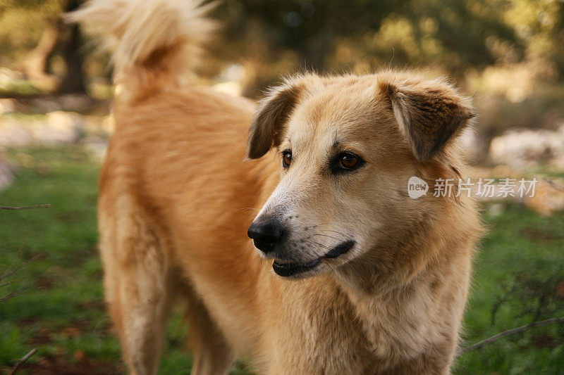 混合品种的狗