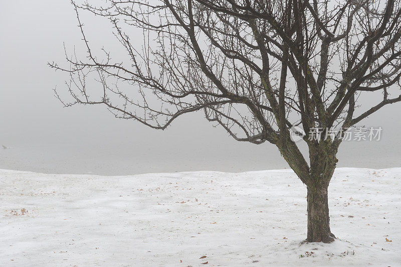 冬天多雾的海岸线上的一棵孤独的树