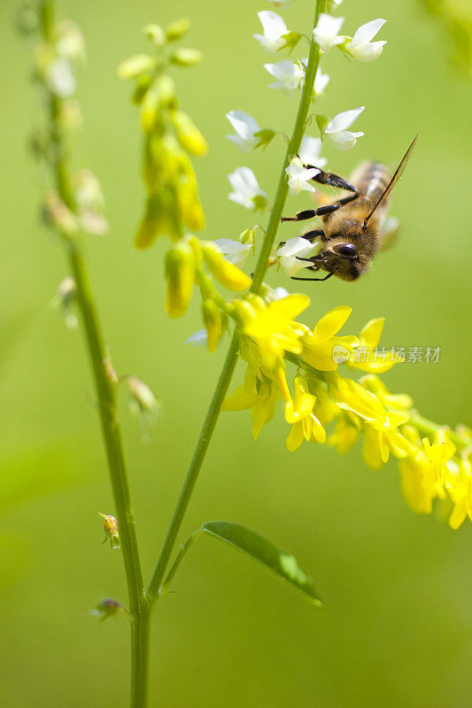 白色黄木犀花上的蜜蜂