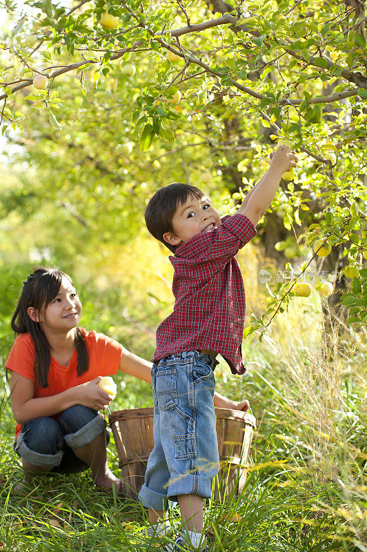 小男孩和姐姐在果园里摘苹果
