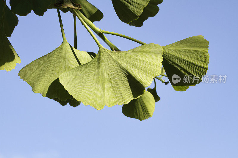 绿叶的银杏树青春长寿