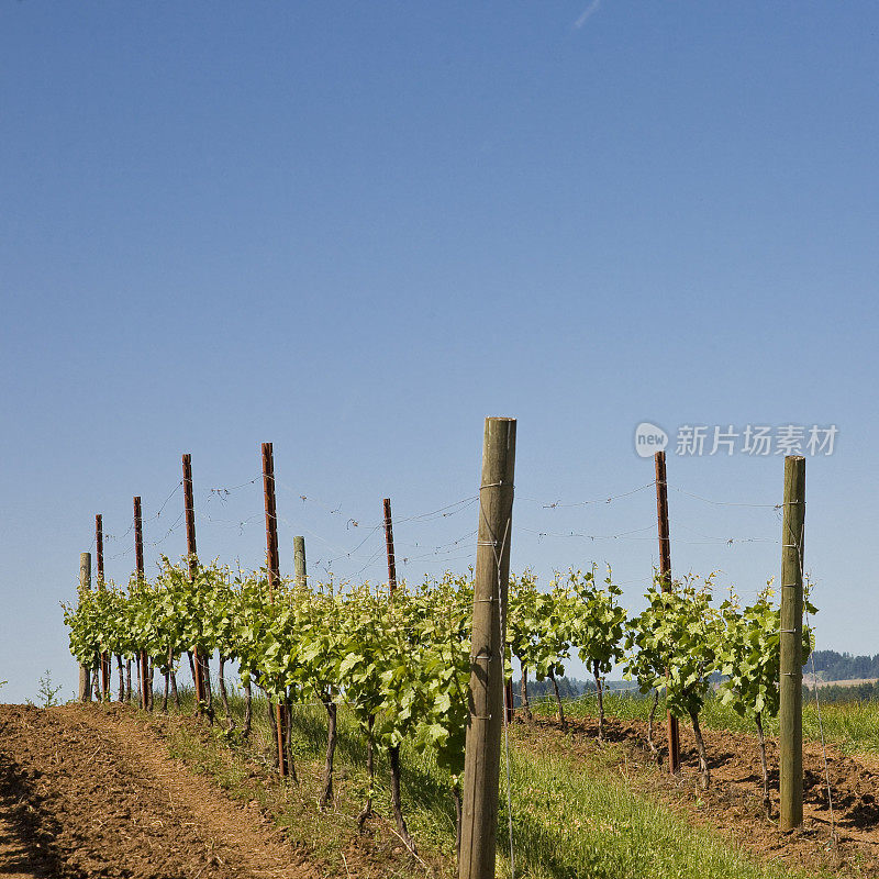 一排排黑皮诺葡萄，威拉米特山谷，俄勒冈州