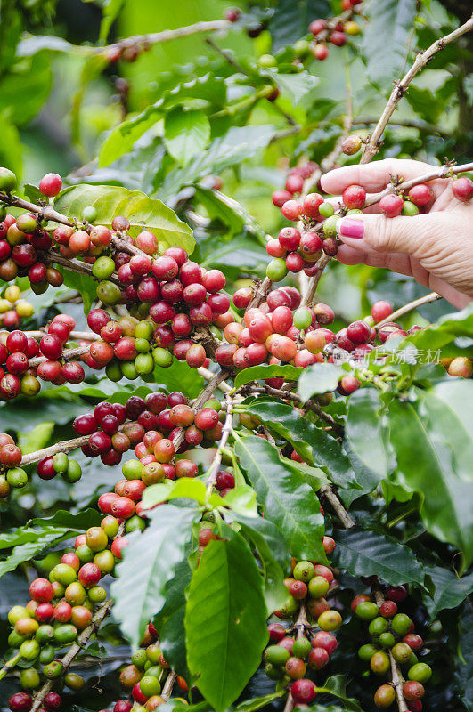 从咖啡树上收获成熟的咖啡豆