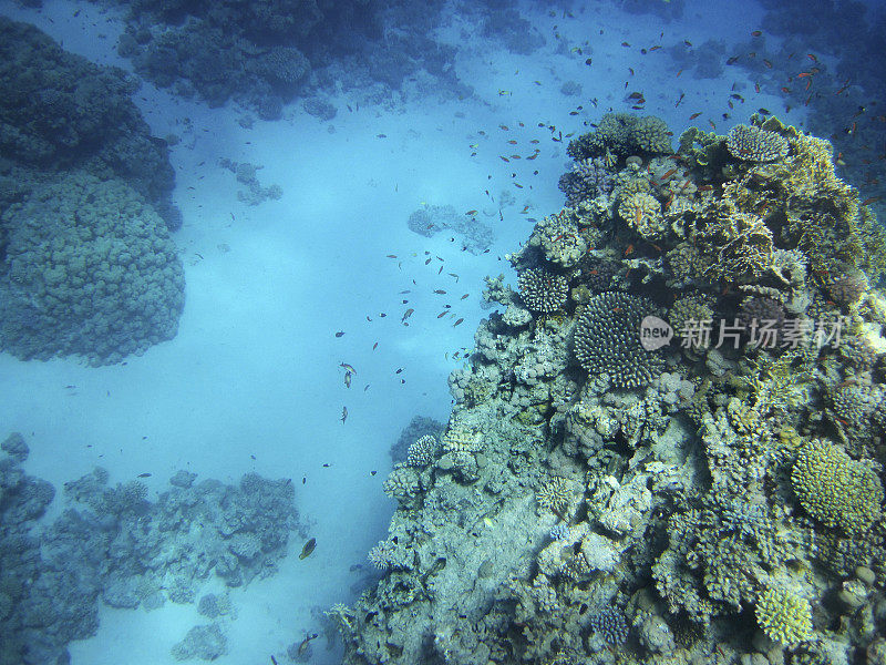 红色的海洋生物