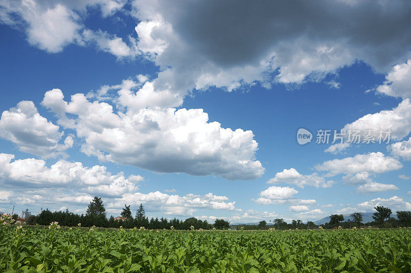 烟草、字段的天空