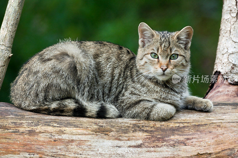 欧洲野猫(欧洲野猫)