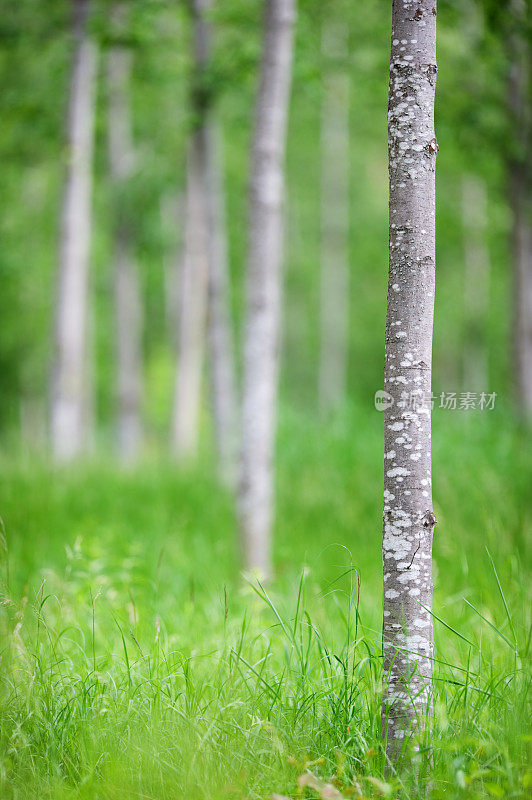 年轻的桤木森林