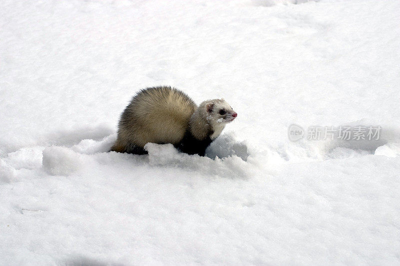 雪貂在冬天第一次接触雪。