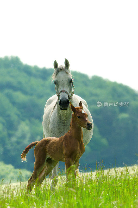 阿拉伯马-母马和骄傲的小马驹