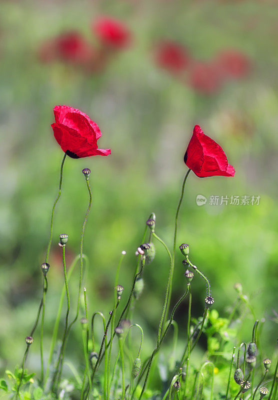 罂粟花