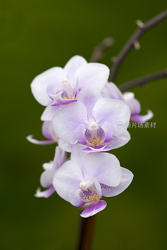 花紫色兰花