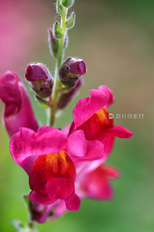 红金鱼草的花