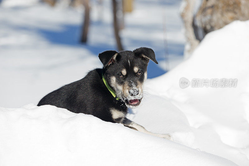 西伯利亚寻回犬幼犬10周大