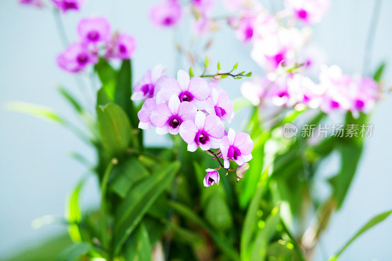 白色和紫色的兰花