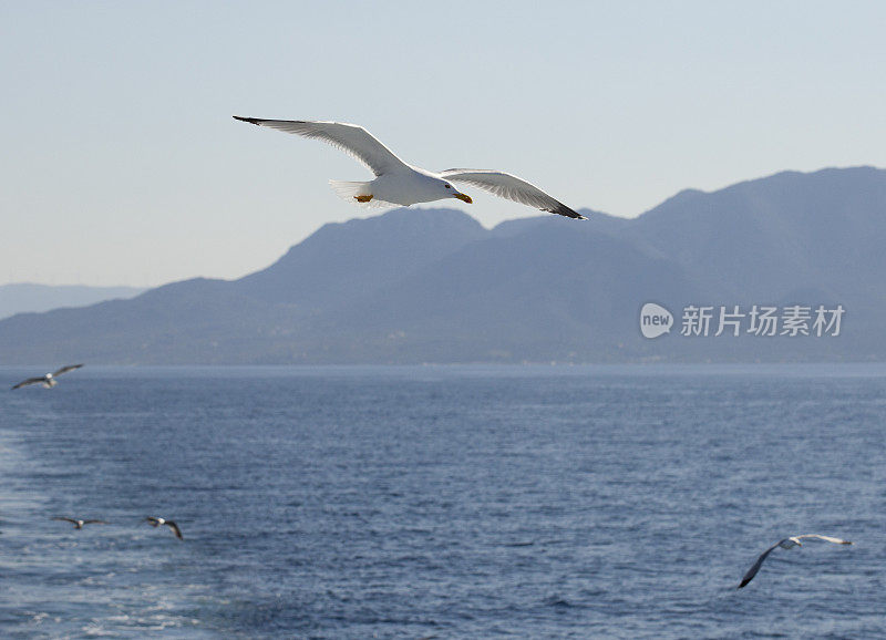 白色的海鸥在蓝天中飞翔