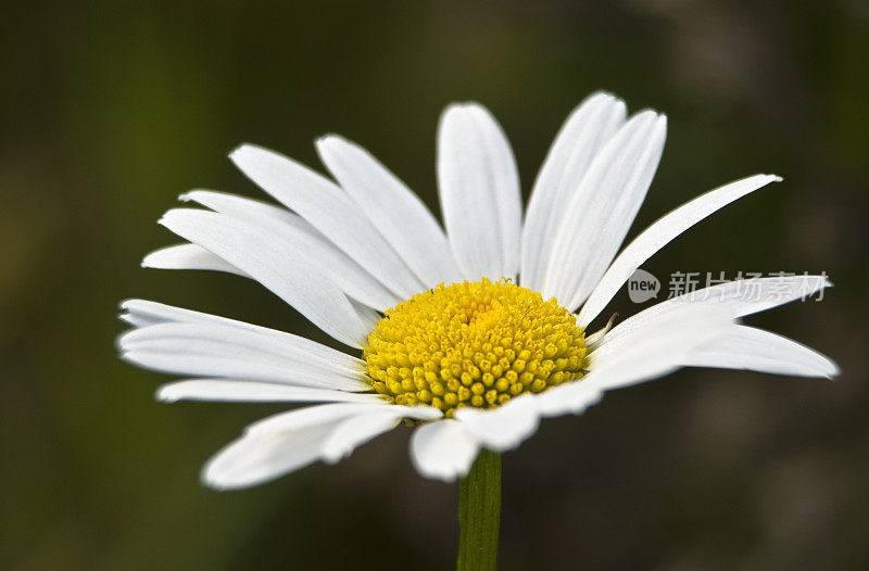 白色洋甘菊雏菊野花