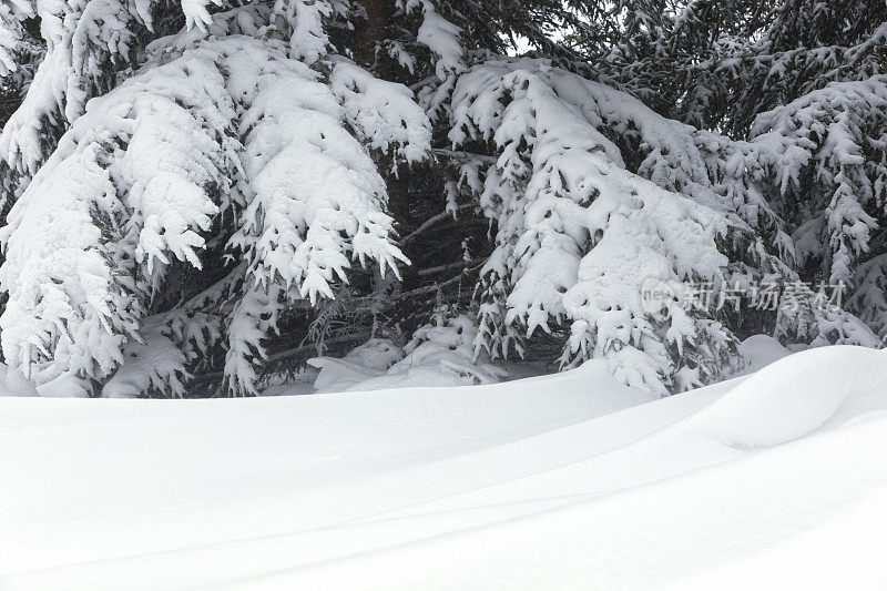 雪堆和云杉