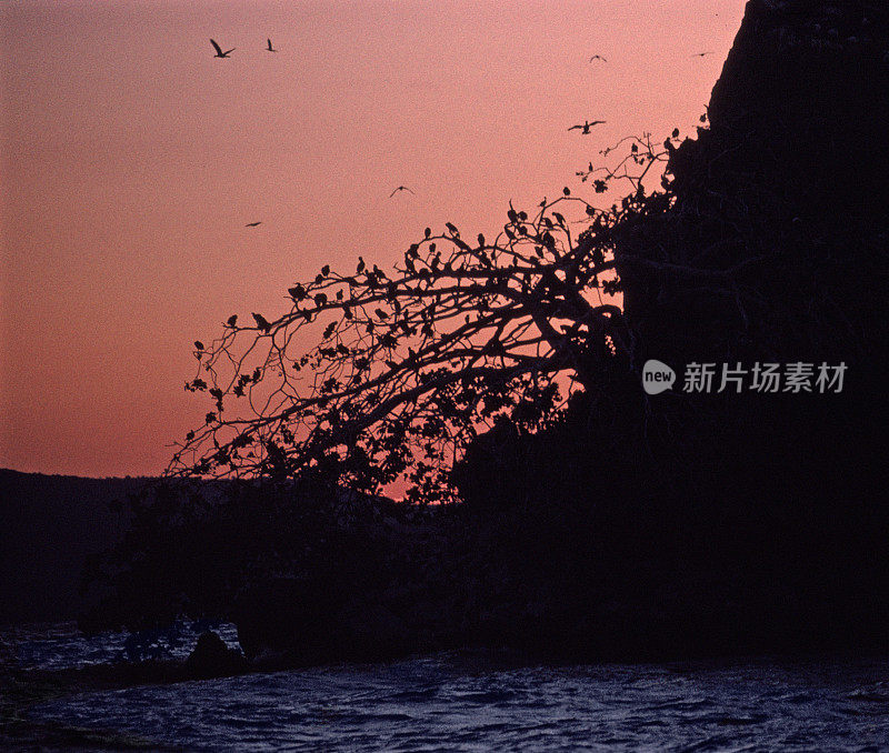 鸟岛，维多利亚湖