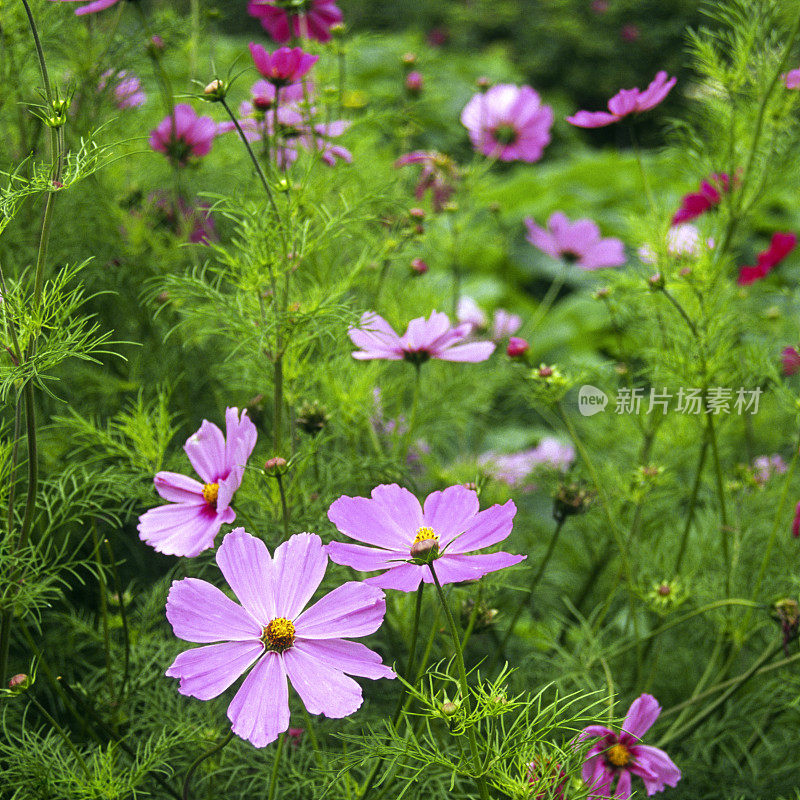 夏花