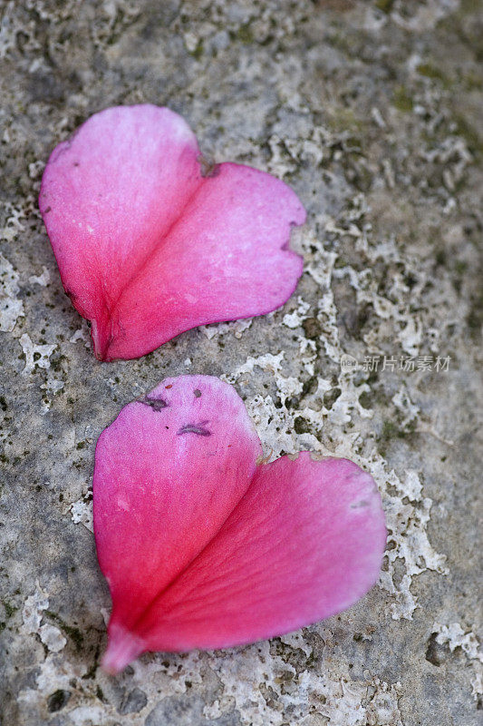 心形的花瓣