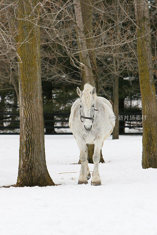 冬天的白马