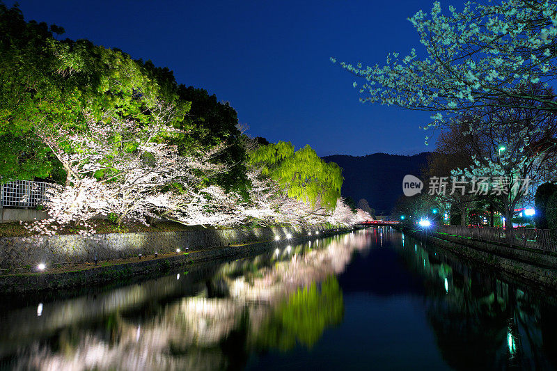 京都春光夜景