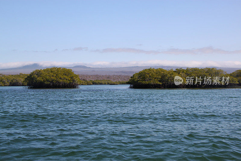 加拉帕戈斯群岛:圣克鲁斯岛上的红树林