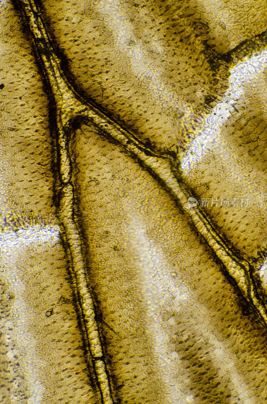 显微镜下蛾子的翅膀