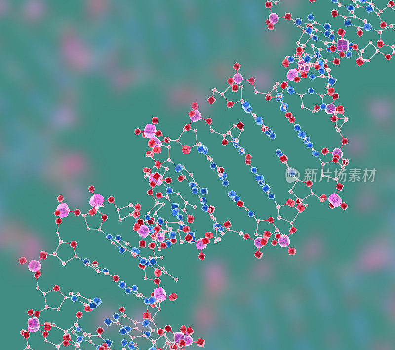 药物模型：DNA