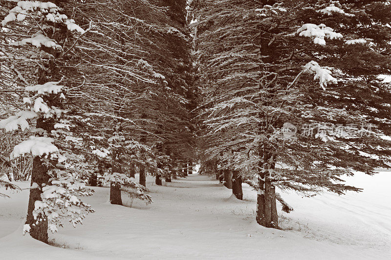 积雪覆盖的常青树-明尼苏达的冬天
