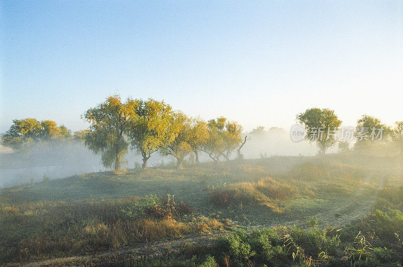 河上弥漫着晨雾。穿过秋天的森林
