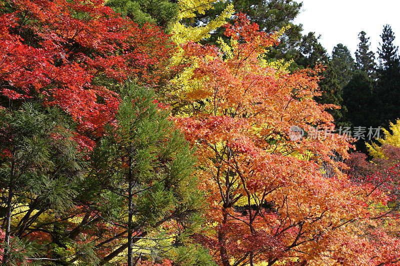 日本和歌山高野山的秋天的红色和橙色