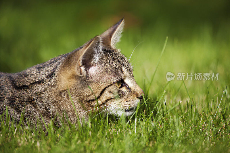 狩猎的猫