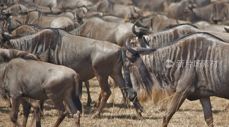 肯尼亚的牛羚群