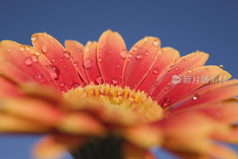 红色和黄色非洲菊的特写