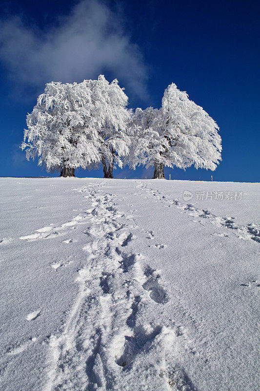 雪地上有脚印的雪树