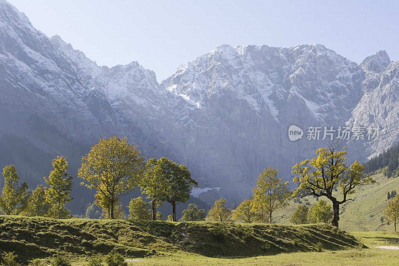 枫树在奥地利阿尔卑斯山-卡温德尔