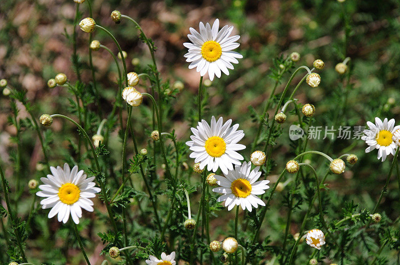 野生的雏菊