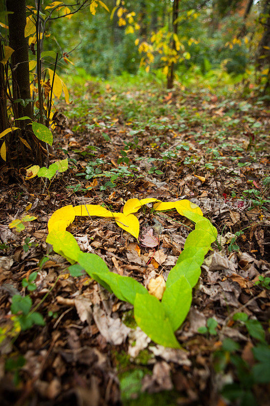 绿色和黄色的叶子排成心形。